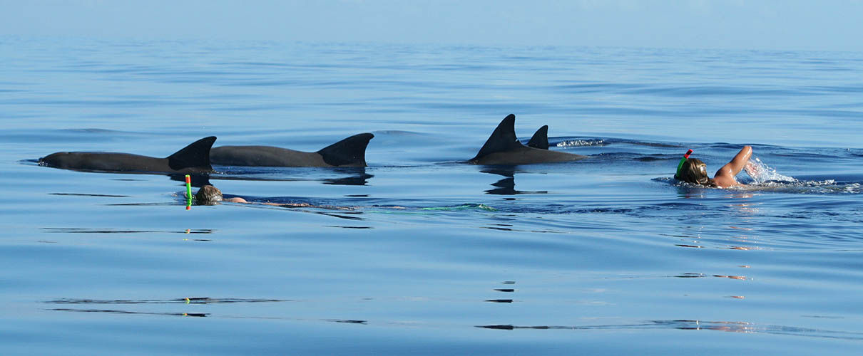 Plongée en apnée en couple avec les dauphins côte ouest de l'Ile Maurice