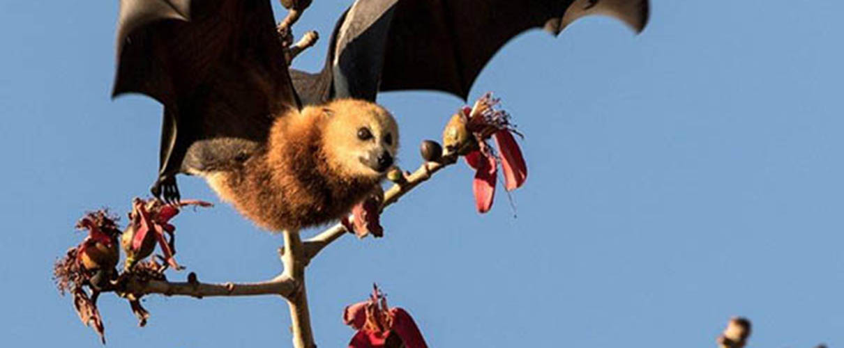 Wild Side East Fruit Bat Flying