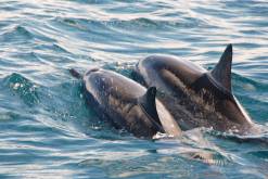 Observer et nager avec les dauphins a L'ile Maurice