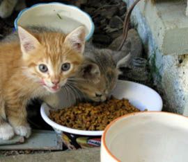 Donate Food Hungry Kitties
