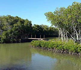 Green side anse la raie mangrove bridge
