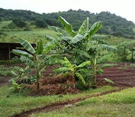 la meule farm permaculture banana trees