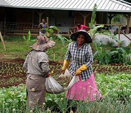 Permaculture sustainable Farming Mauritius Ladies Farmers