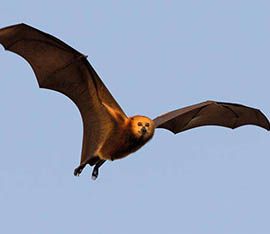 Wild Side East Beautiful Fruit Bat Flying