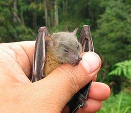 Wild Side White Collared Fruit Bat